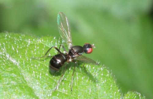 Nemopoda nitidula